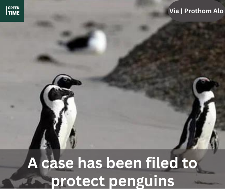 A case has been filed to protect penguins