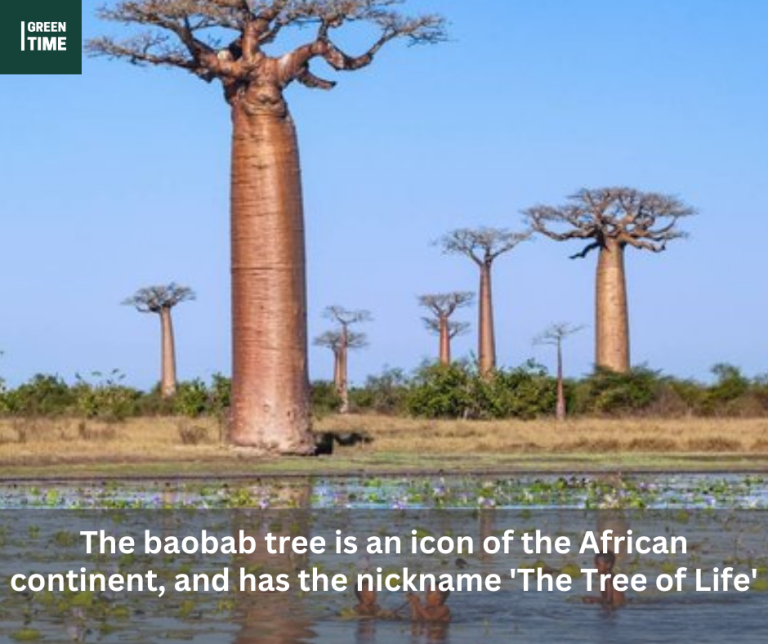 The baobab tree is an icon of the African continent, and has the nickname ‘The Tree of Life’