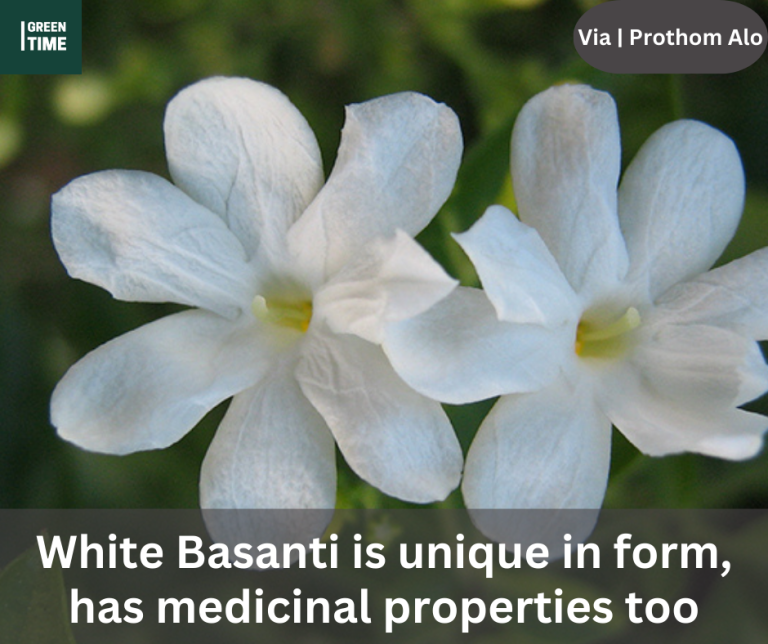 White Basanti is unique in form, and has medicinal properties too