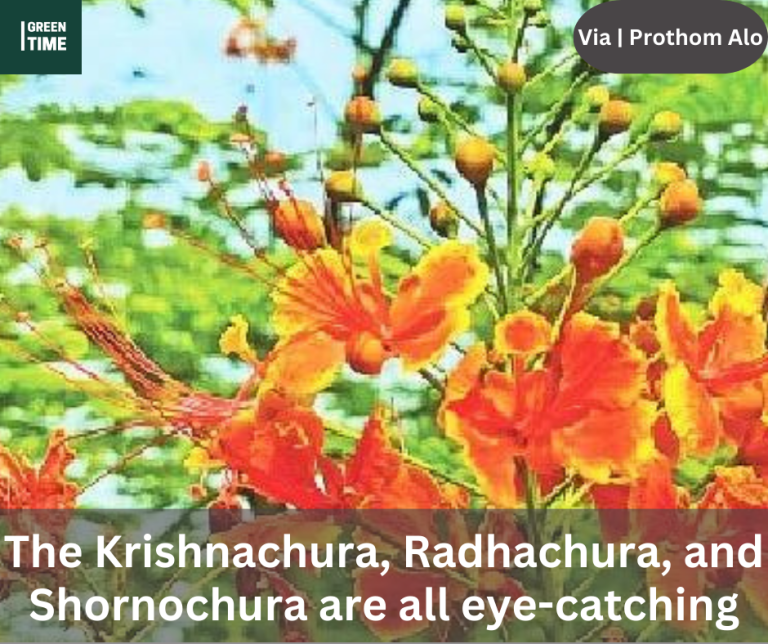 The Krishnachura, Radhachura, and Shornochura are all eye-catching