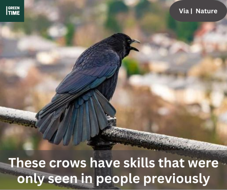 These crows have skills that were only seen in people previously