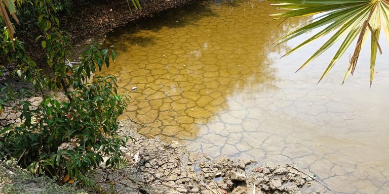 Restoring the Environment of Bangladesh: Embracing the Call for Land Restoration and Drought Resilience