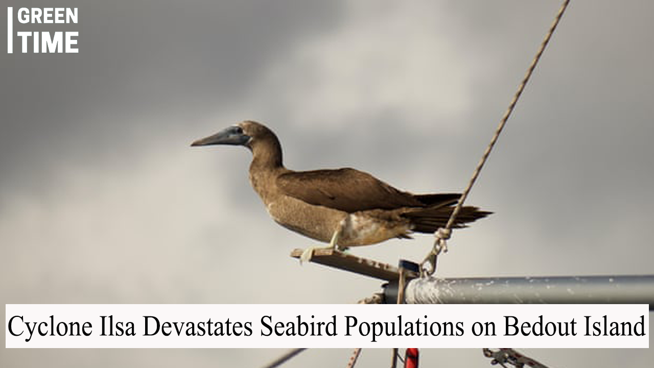 Cyclone Ilsa Devastates Seabird Populations on Bedout Island, Raises Global Concerns