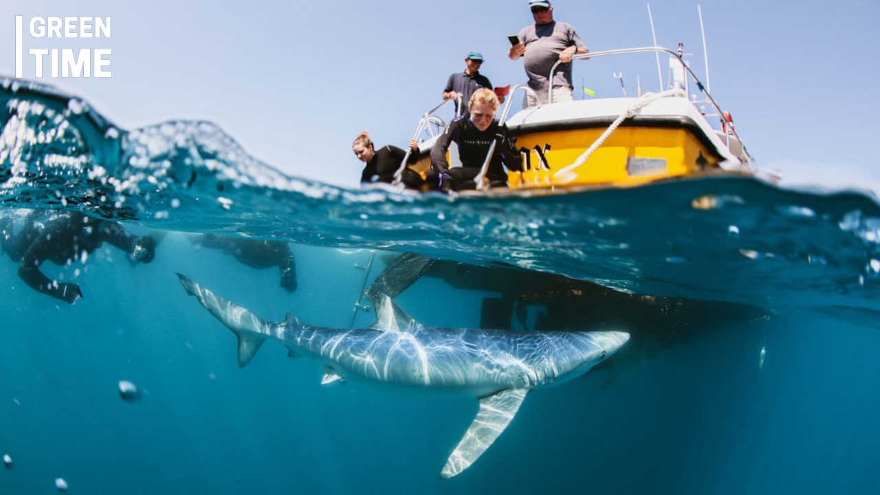 Shark Diving in the UK: An Unforgettable Encounter with Apex Predators