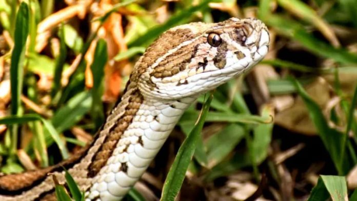 The Reemergence of the Russell's Viper in Bangladesh: A Growing Threat