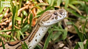 Russell's Viper hunt