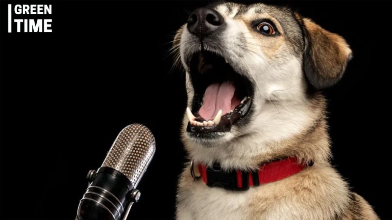 University of Michigan Scientists Develop AI to Decode Dog Barking