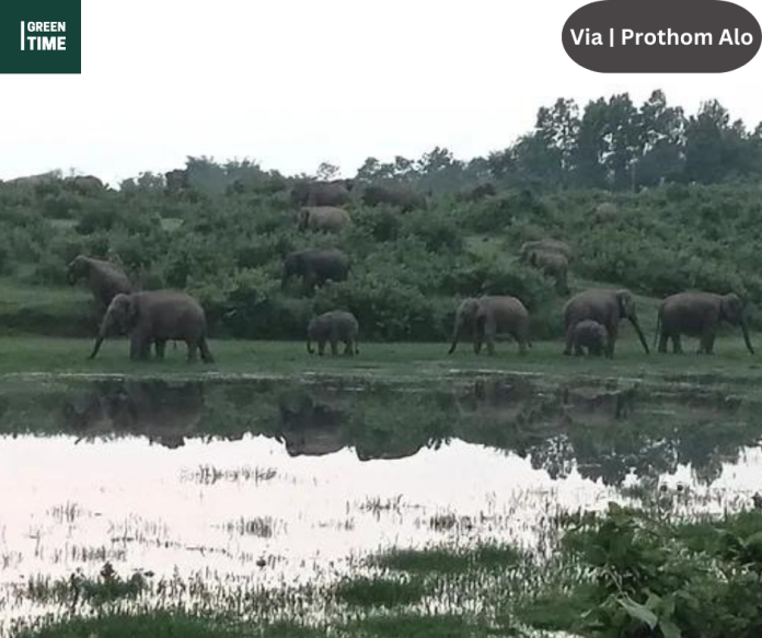 death suspected to be due to elephant attack