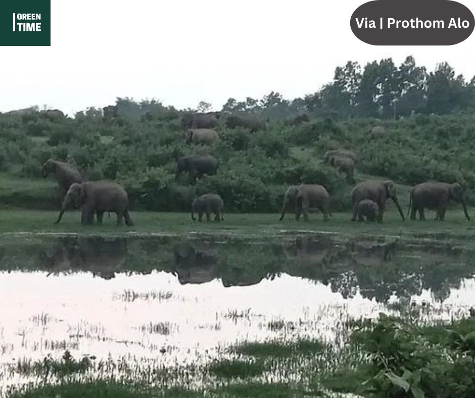 death suspected to be due to elephant attack