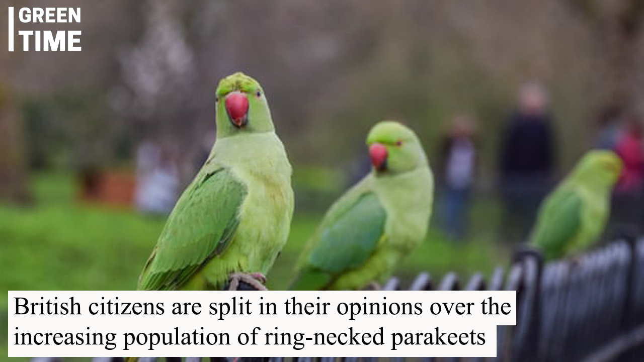 British Public Divided Over Growing Ring-Necked Parakeet Population