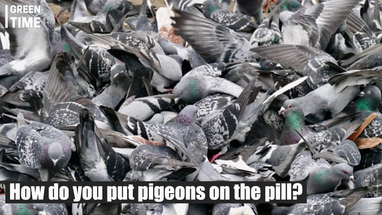 Revolutionary Approach to Wildlife Control: Contraceptives for Pests
