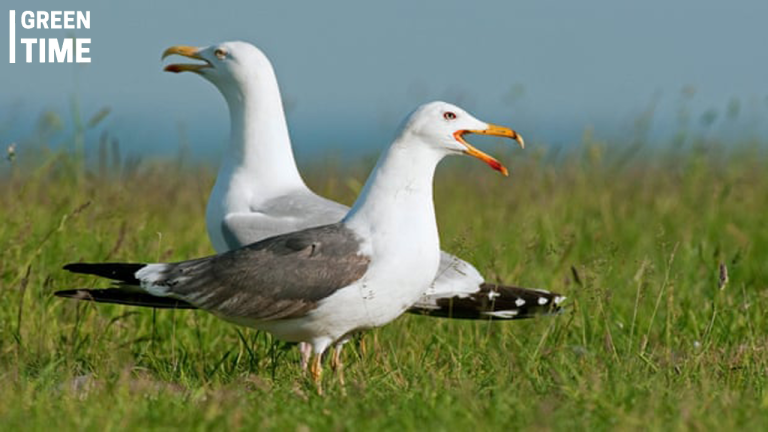 A Relaxing Summer’s Day at Somerset’s County Cricket Ground: Birds and Cricket in Harmony