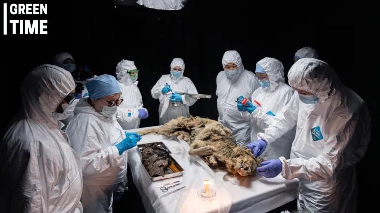 Russian Scientists Uncover 44000 Year Old Wolf Carcass in Permafrost