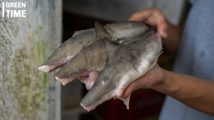 Shark Meat Trade in Brazil