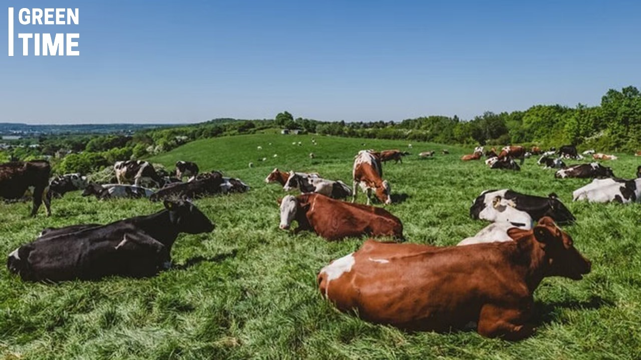 Denmark to Introduce World’s First Carbon Tax on Livestock