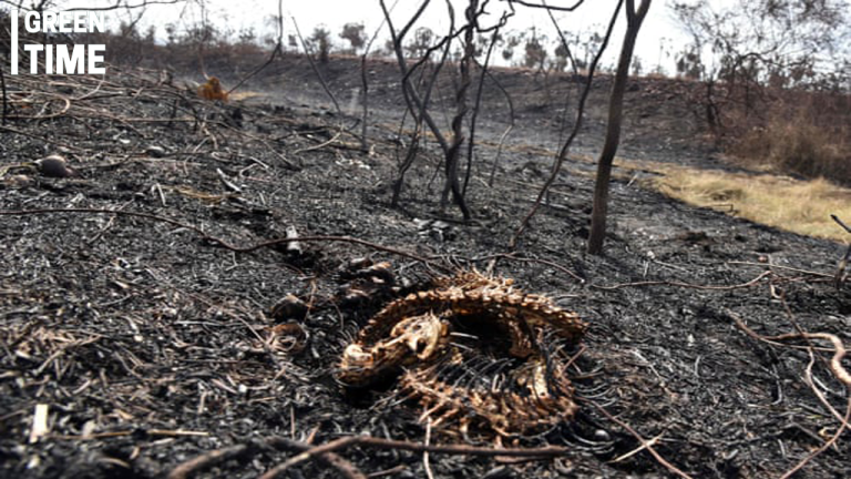 Devastating Wildfires Ravage Brazil’s Pantanal