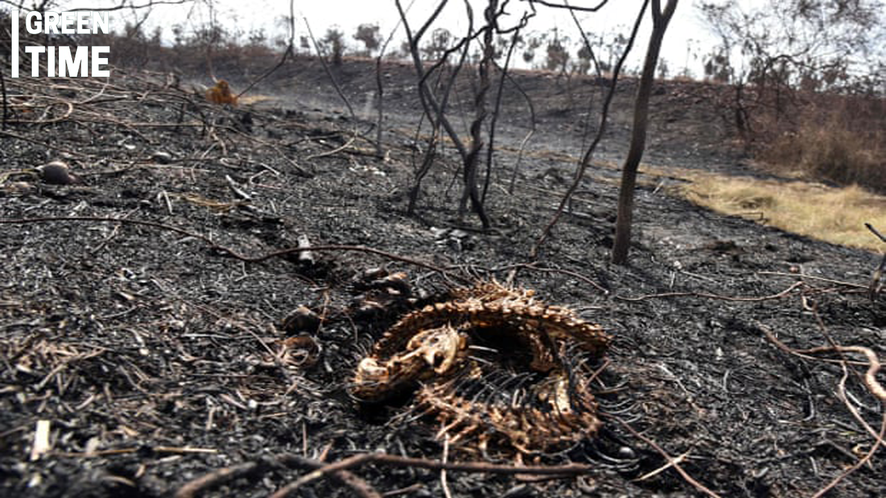 Devastating Wildfires Ravage Brazil’s Pantanal