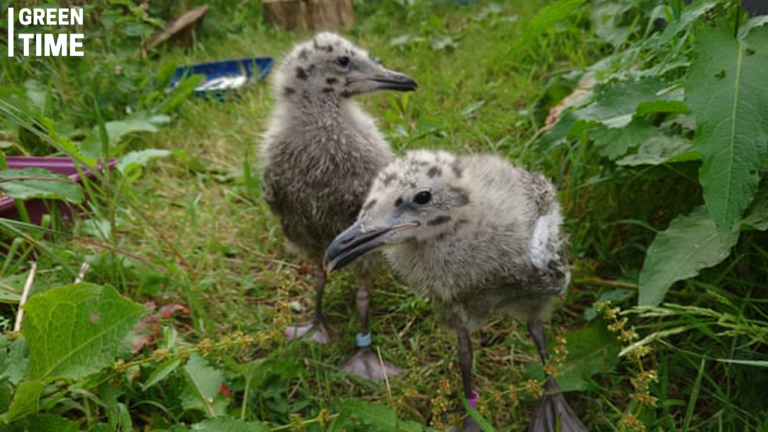 Study Reveals Herring Gull Chicks Prefer Seafood Over Urban Diet