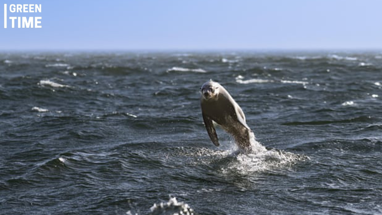Rabies Outbreak in Cape Fur Seals: Surfers and Swimmers on High Alert
