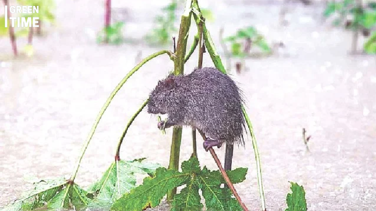 Animals in Distress: The Overlooked Victims of Floods