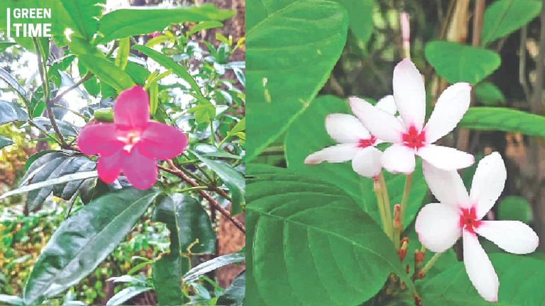 Balda Garden: A Historic Sanctuary of Rare Flora in Dhaka