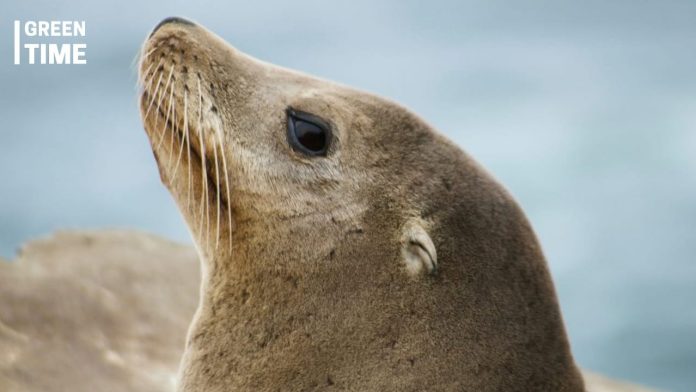 SEA-LION multilingual AI models