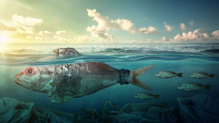 One Health, One Ocean: How Fish Health Protects Our Future This World Fisheries Day