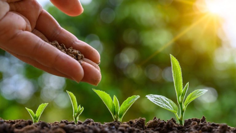Plant Trees to Combat Climate Change